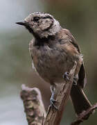 European Crested Tit