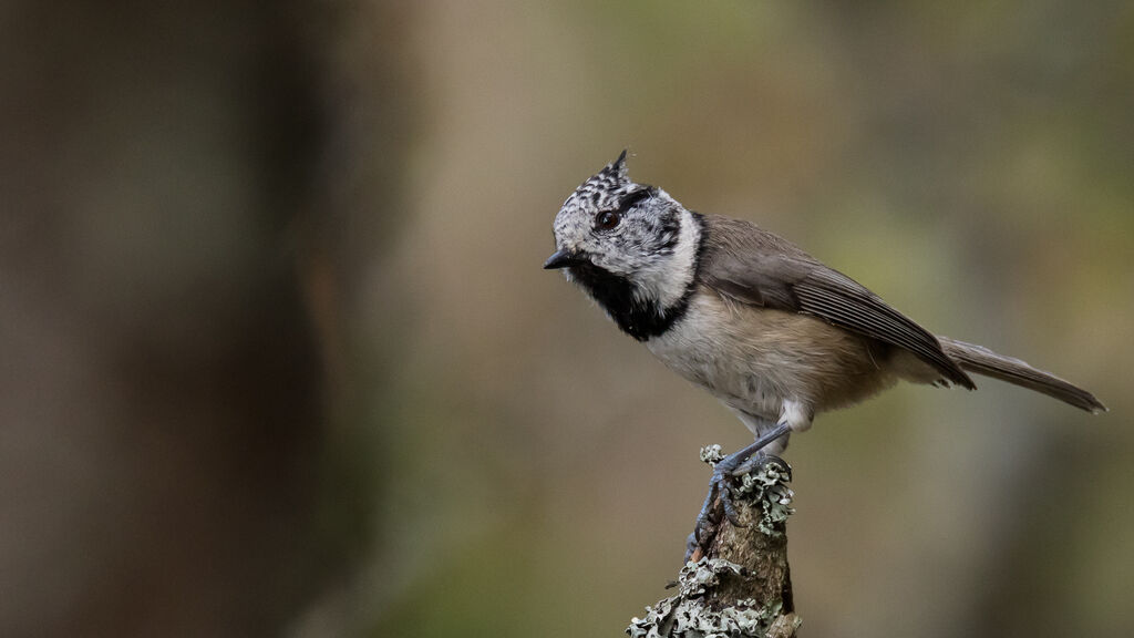 Mésange huppéeadulte