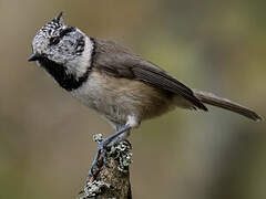 European Crested Tit