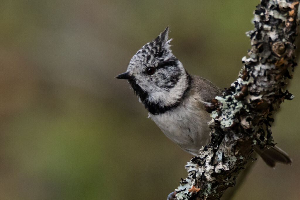 Mésange huppée