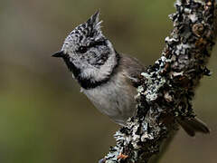 European Crested Tit