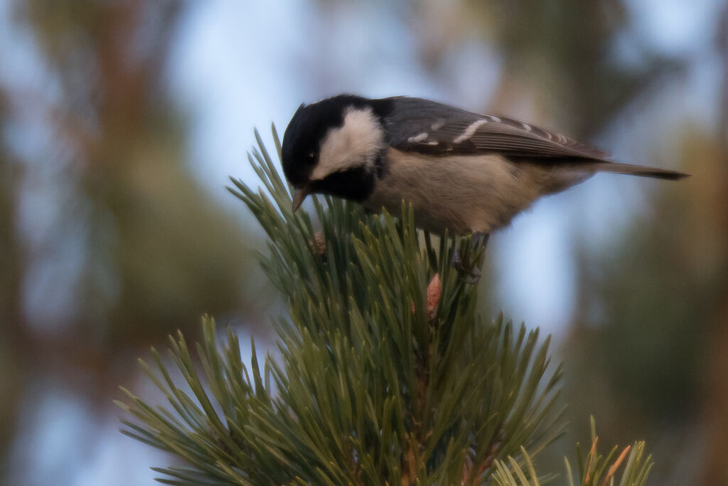 Mésange noire