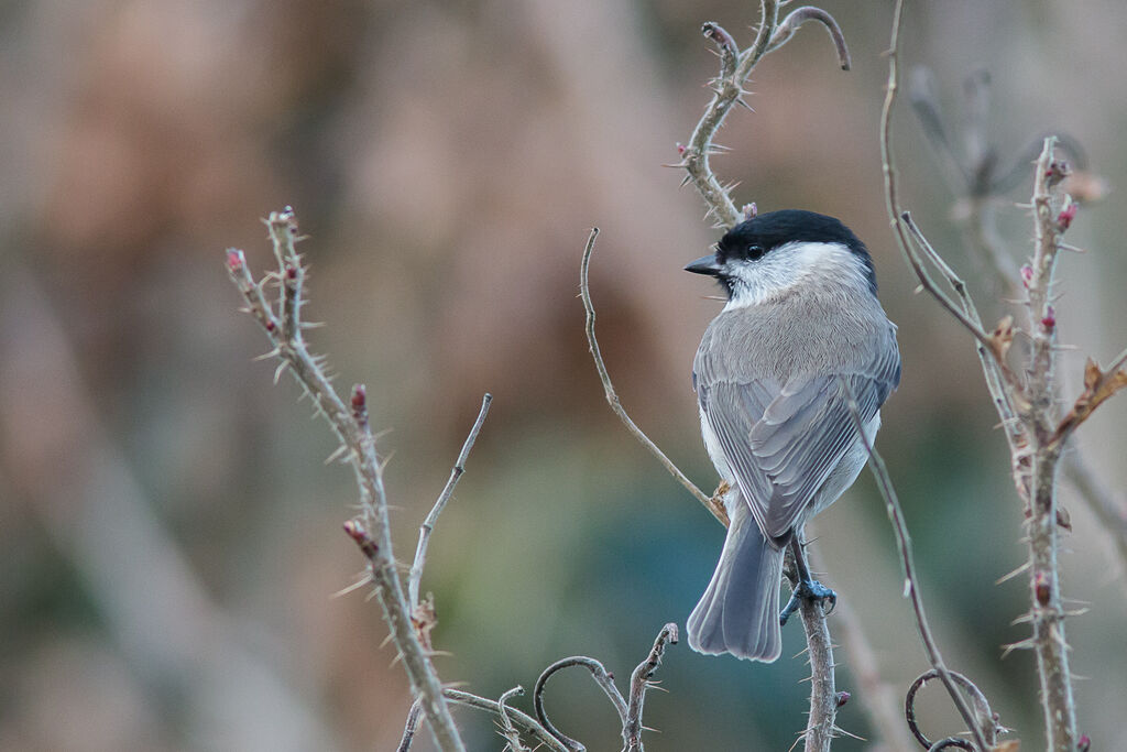 Mésange nonnette