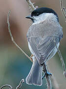 Marsh Tit