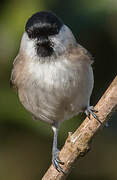 Marsh Tit