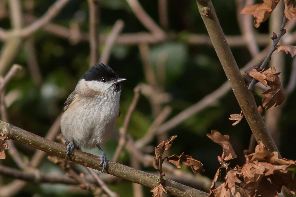 Mésange nonnette