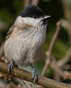 Marsh Tit