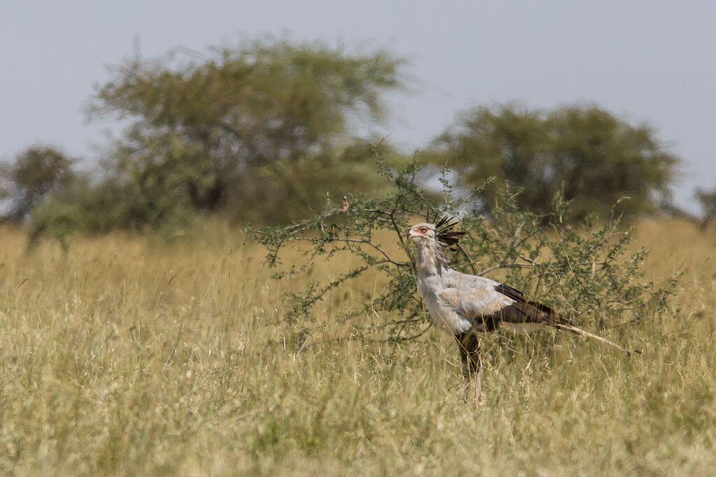 Secretarybird