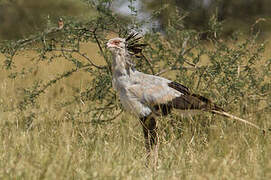 Secretarybird