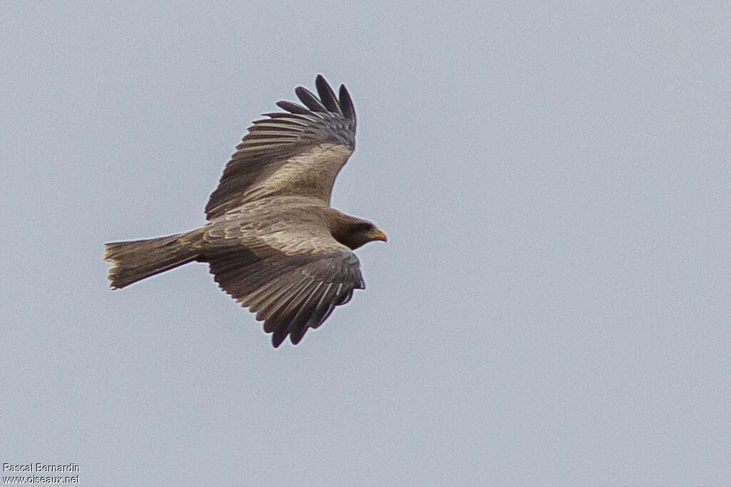 Yellow-billed Kiteadult, Flight