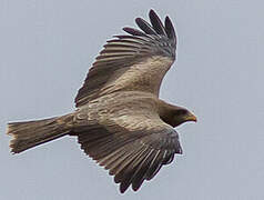 Yellow-billed Kite