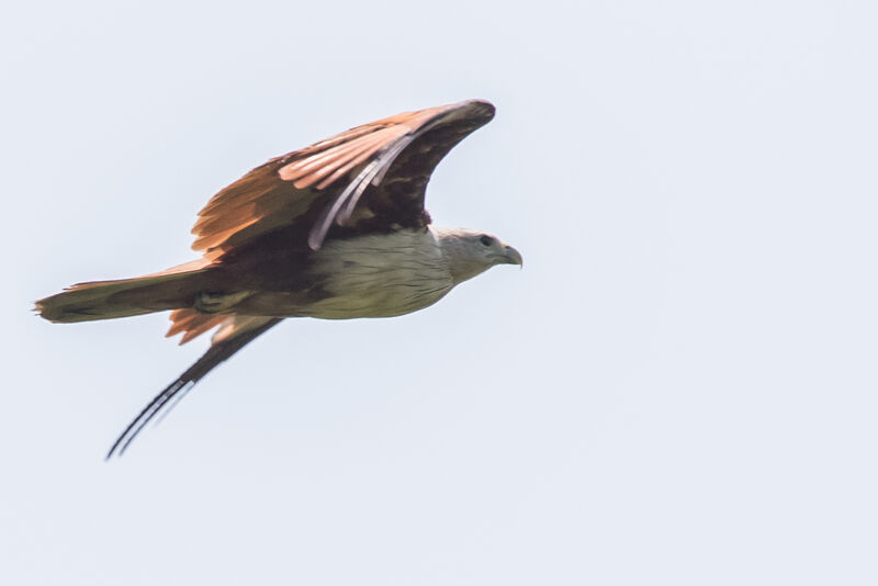Brahminy Kite, identification, close-up portrait, Flight