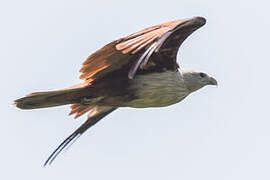 Brahminy Kite