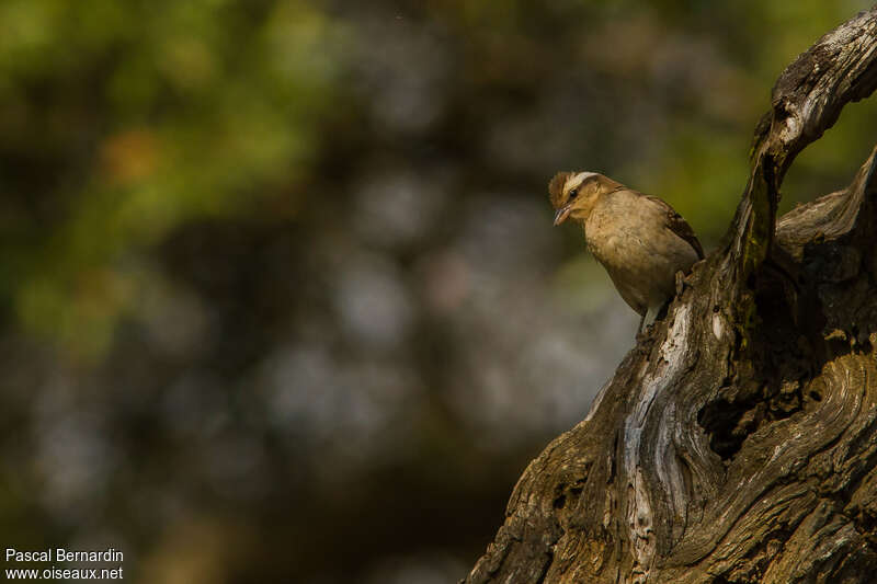 Yellow-throated Bush Sparrow, habitat, pigmentation