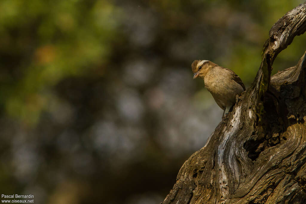 Moineau bridé, habitat, pigmentation