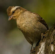 Yellow-throated Bush Sparrow