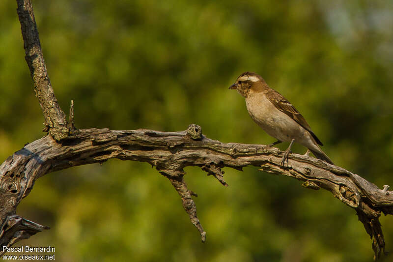 Yellow-throated Bush Sparrow, identification