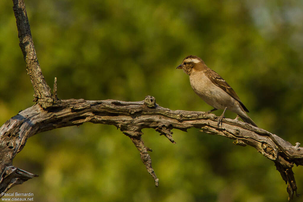 Moineau bridé, identification