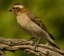 Moineau bridé