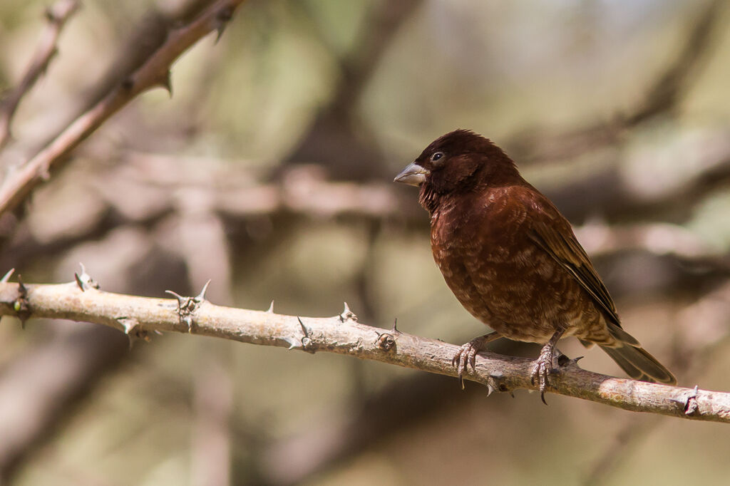 Chestnut Sparrow