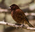 Moineau d'Emin