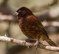 Chestnut Sparrow