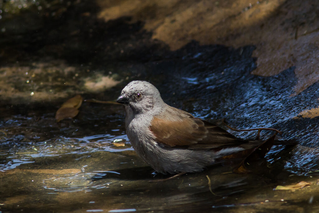 Swainson's Sparrow