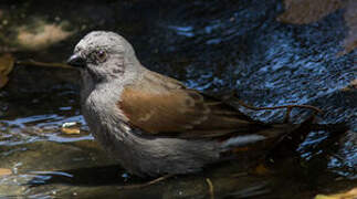 Swainson's Sparrow