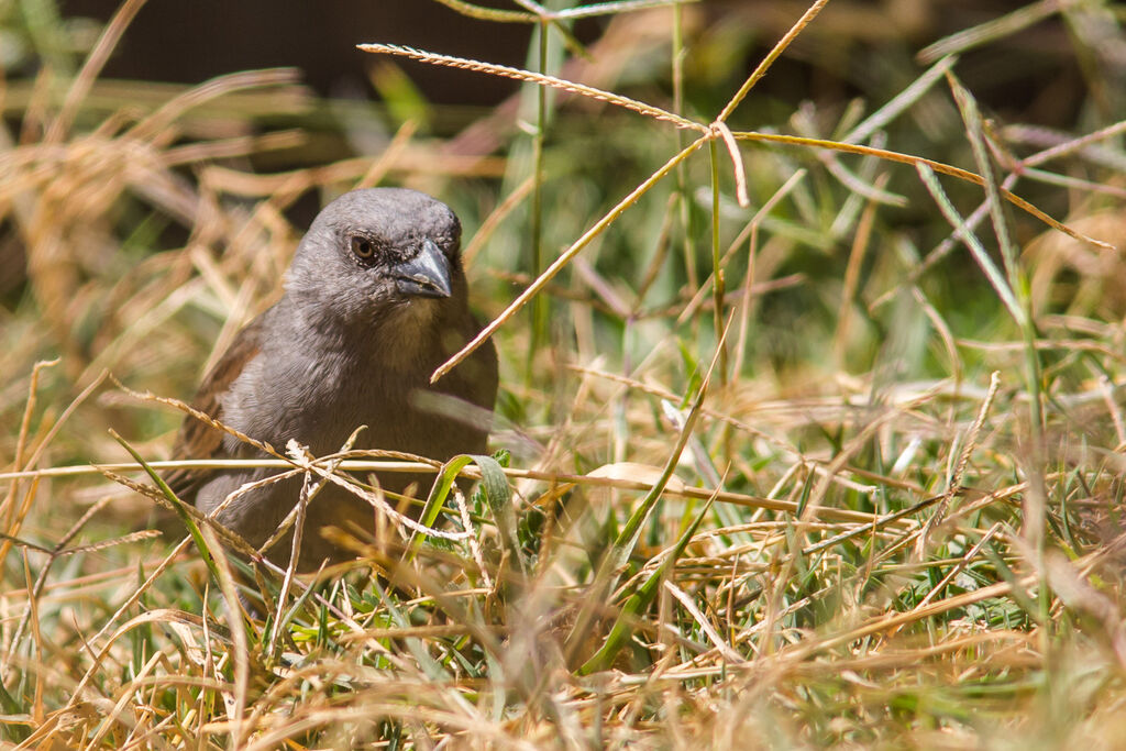 Swainson's Sparrow