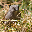 Moineau de Swainson