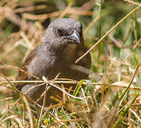 Swainson's Sparrow