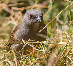 Moineau de Swainson