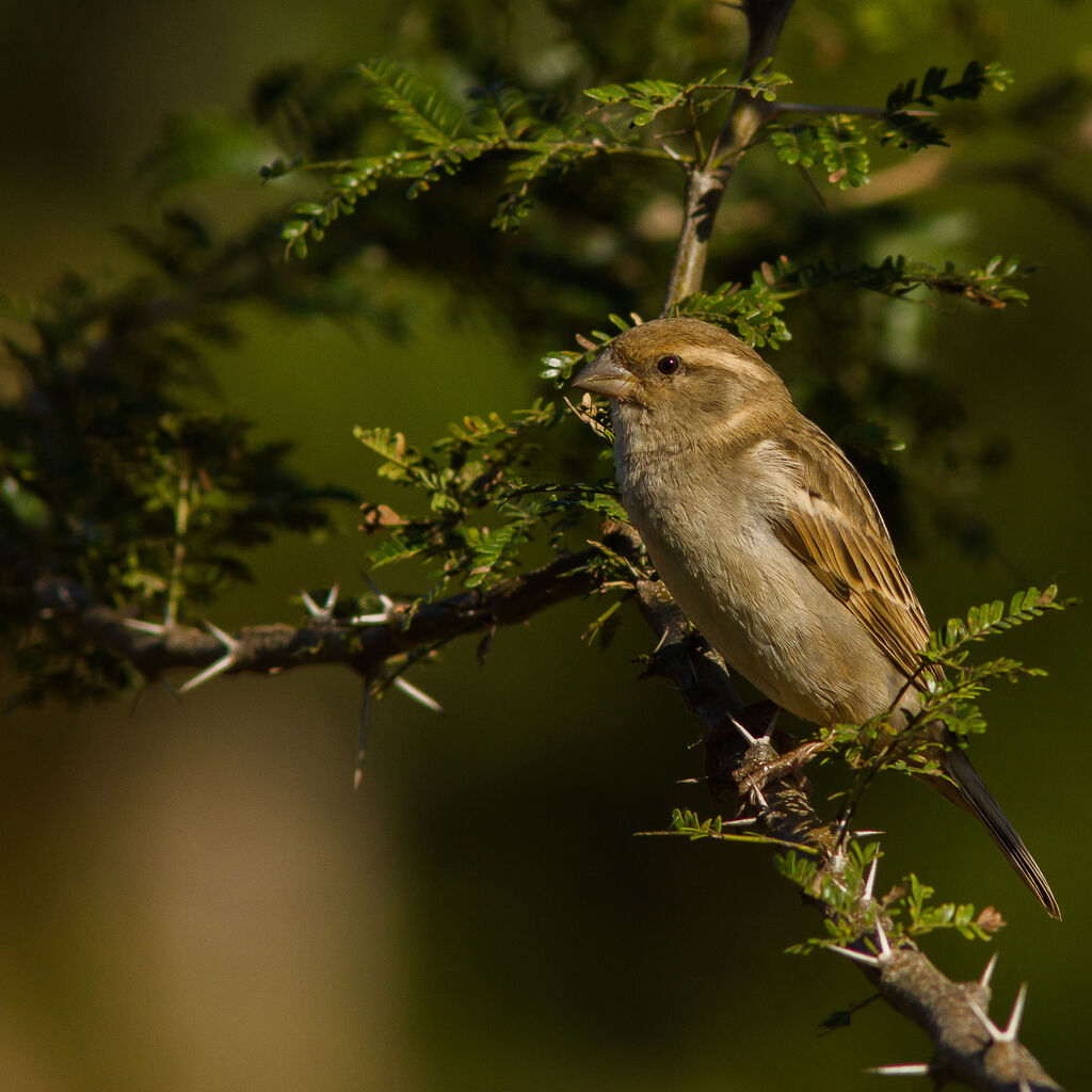 Moineau domestique