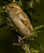 Moineau domestique