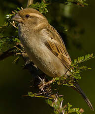 Moineau domestique