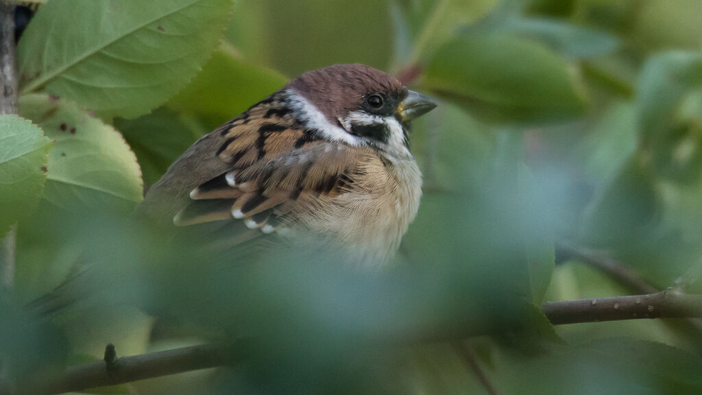 Eurasian Tree Sparrow