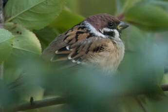 Moineau friquet