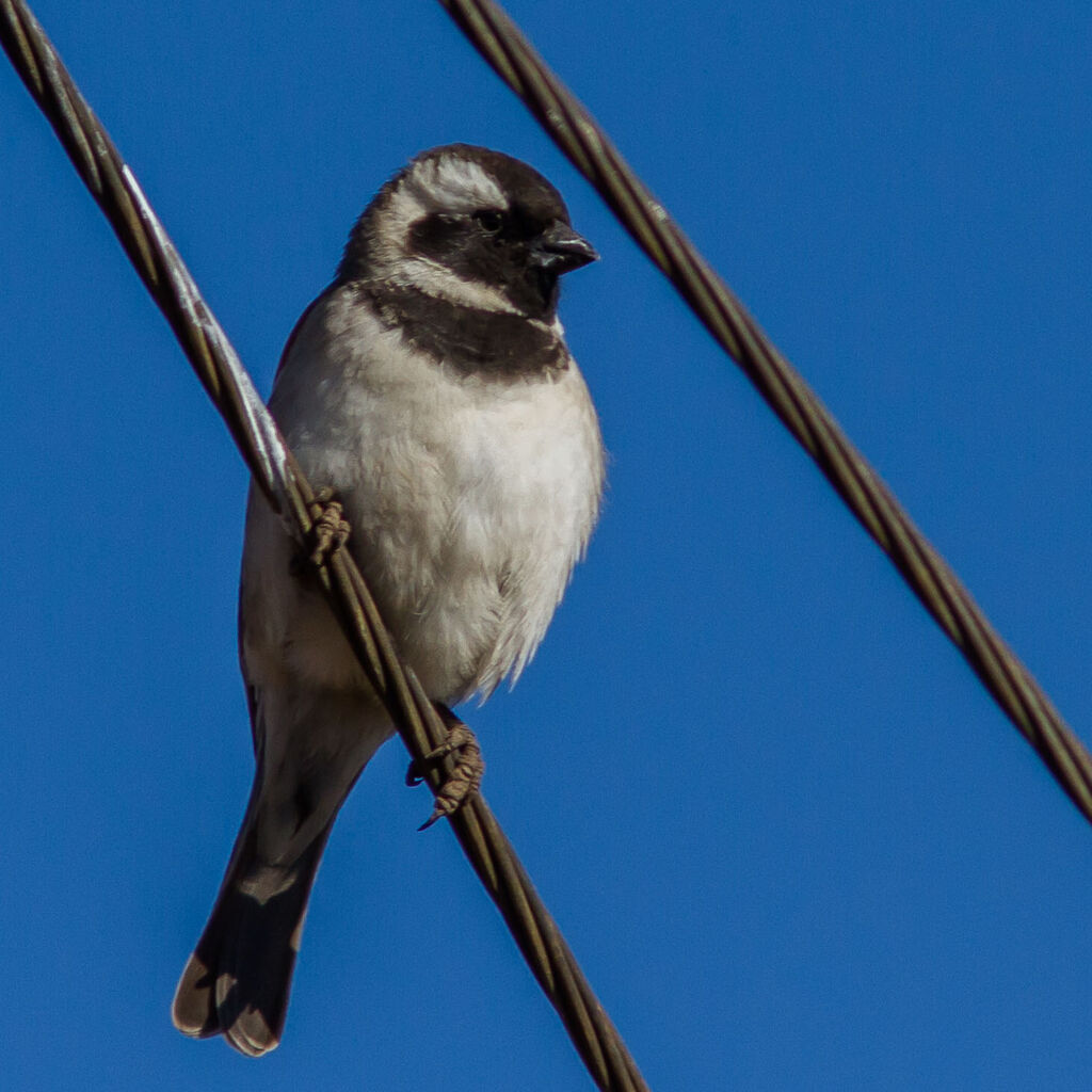 Cape Sparrow