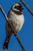 Cape Sparrow