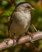 Southern Grey-headed Sparrow