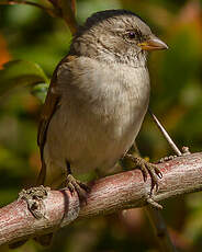 Moineau sud-africain