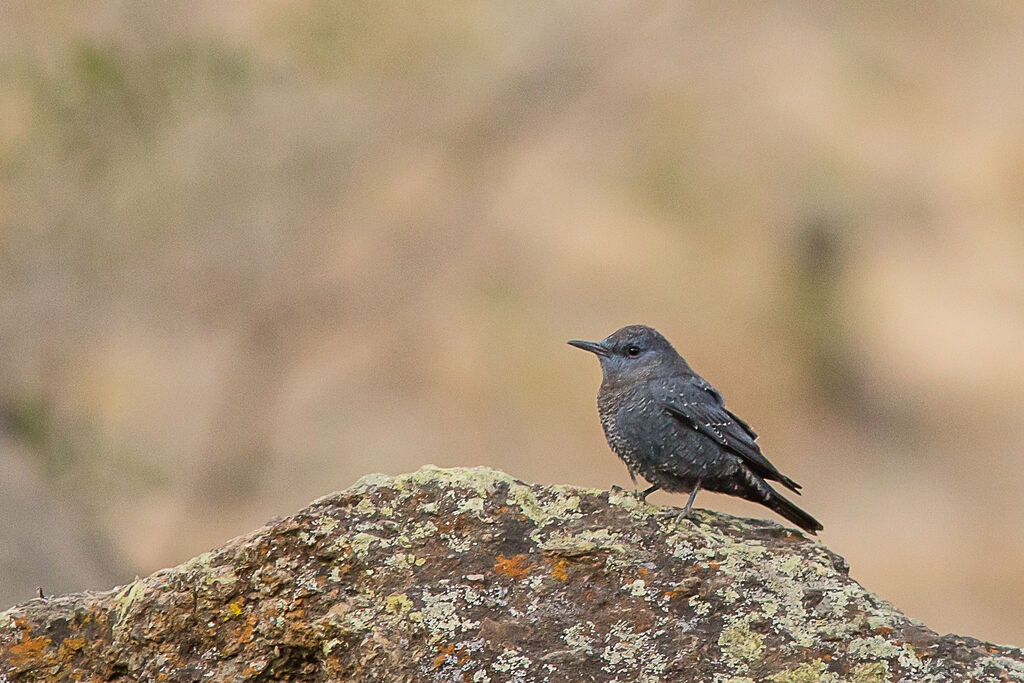 Blue Rock Thrush