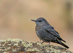 Blue Rock Thrush