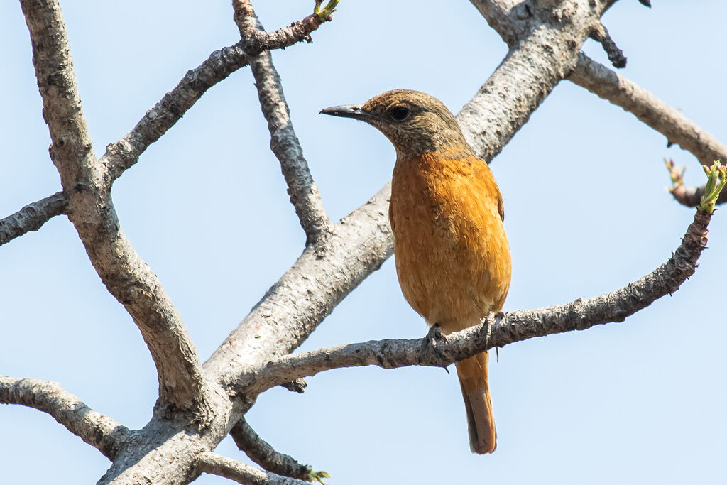 Cape Rock Thrush