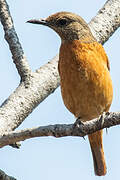 Cape Rock Thrush