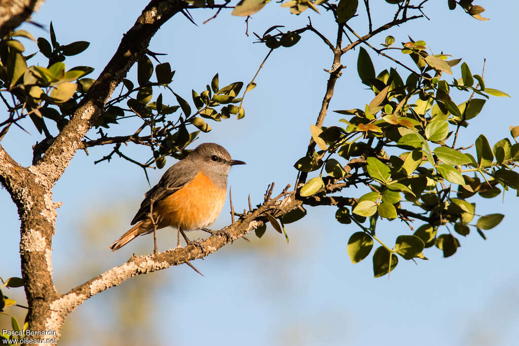 Little Rock Thrush male adult, identification