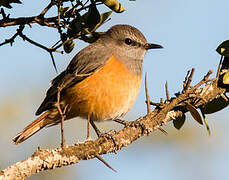 Little Rock Thrush