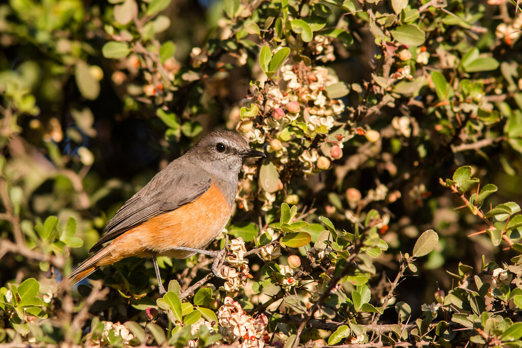 Little Rock Thrush