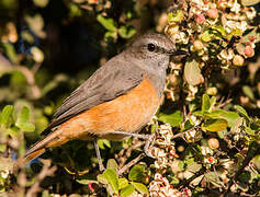 Little Rock Thrush