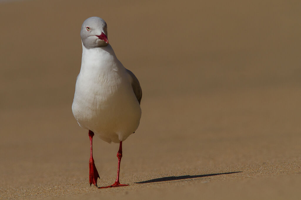 Mouette à tête grise